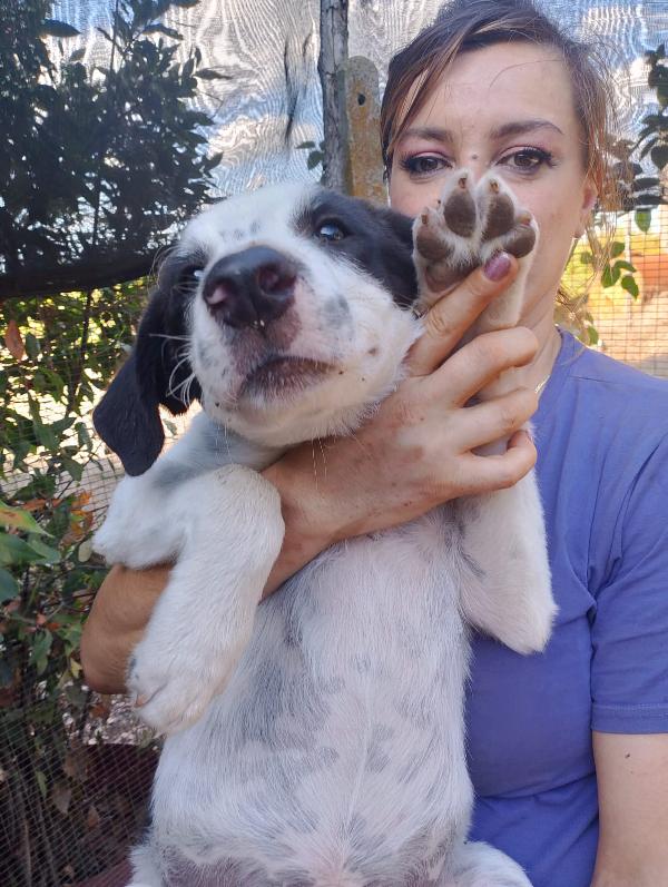 👉 “Numa, cucciolo bianco e nero: il sogno di una casa dopo la perdita del suo angelo Biagio” Foto 9